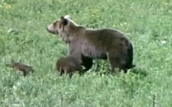 В нацпарке Бурятии на прогулке запечатлели медведицу с медвежатами