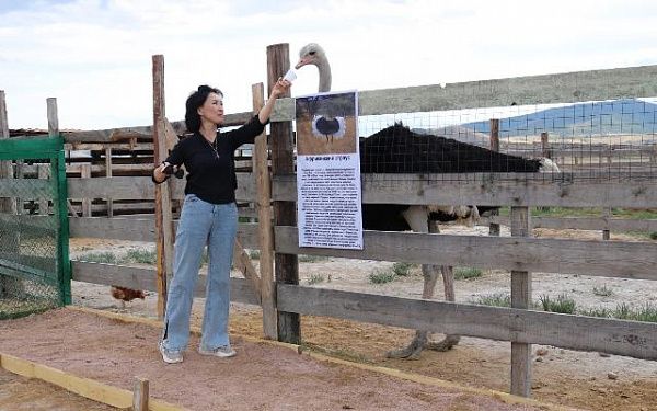 В Бурятии открылось страусиное ранчо