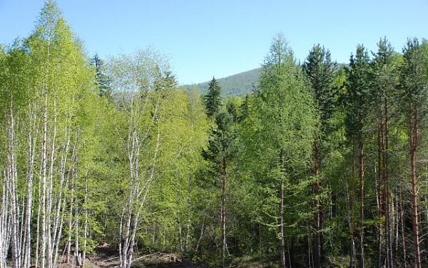 В Бурятию дополнительно направлено более 230 млн рублей на охрану лесов от пожаров