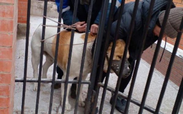 В трёх микрорайонах Улан-Удэ за день выловили 11 собак