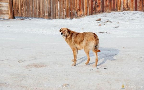 На Верхней Березовке пройдет очередной межведомственный рейд по отлову безнадзорных собак
