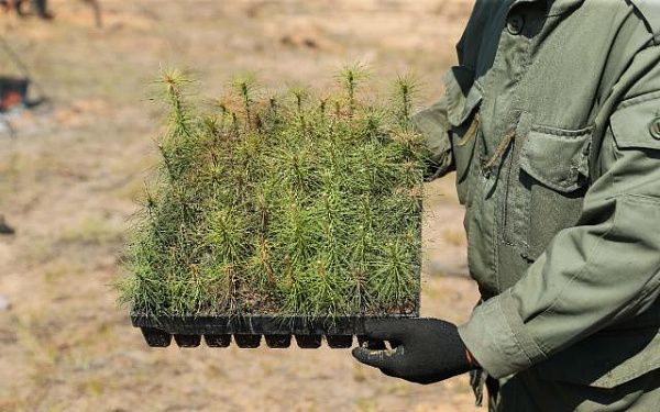 В Улан-Удэ в городских лесах высадили четыре тысячи сеянцев сосны 