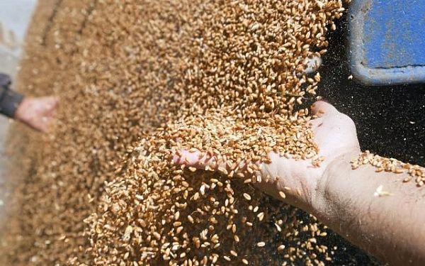 В БГСХА разработали новую систему очистки зерна от вредных и сорных примесей