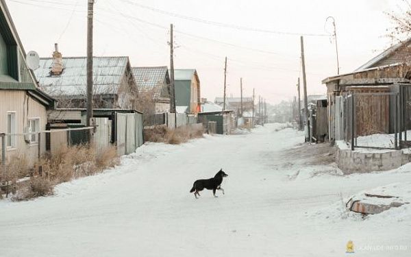 Улан-удэнцы стали чаще регистрировать, вакцинировать своих домашних питомцев после массовых рейдов по собакам
