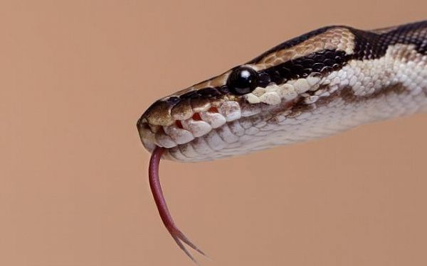 В Бурятии за первый месяц лета троих детей укусили змеи