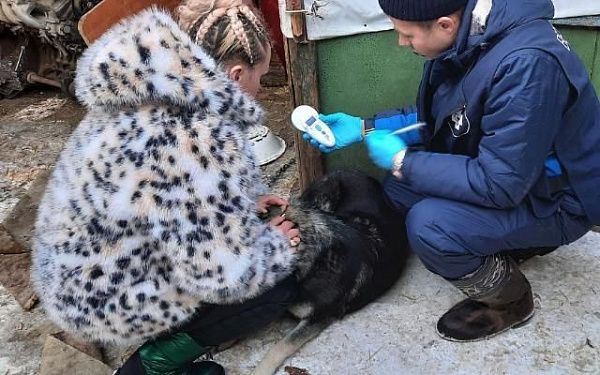 В микрорайоне Улан-Удэ отловили бездомных собак 