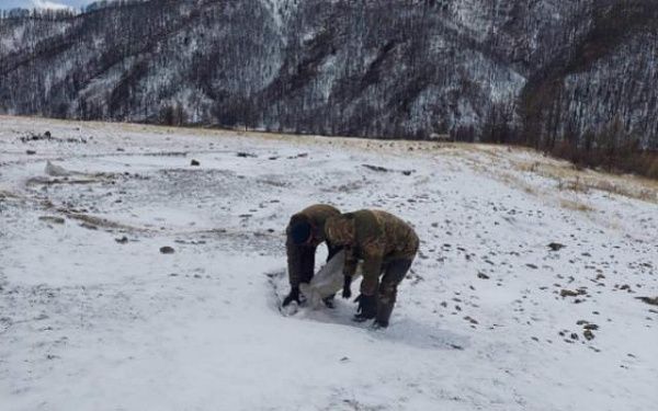 В Бурятии из-за снежной весны госинспекторы продолжают подкармливать диких животных