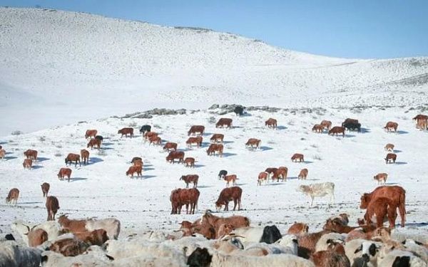 Поголовье скота в Монголии достигло 71,1 миллиона голов