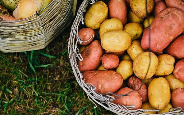 В Бурятии будет увеличена господдержка на производство овощей и картофеля