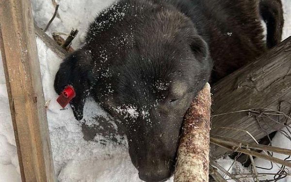 В Улан-Удэ отловили стаю собак, которая напала на горожанина
