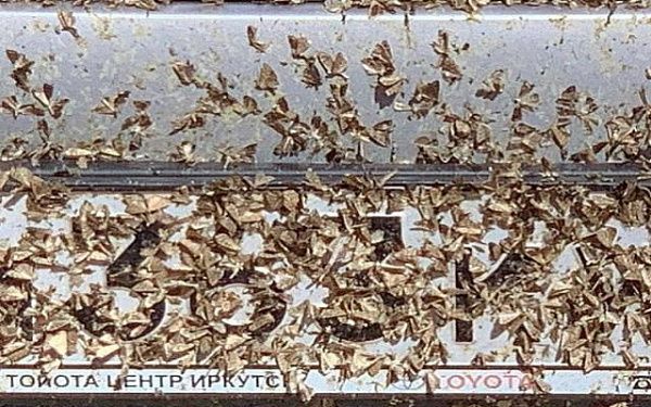 В Бурятии предупреждают о массовом лете бабочек лугового мотылька