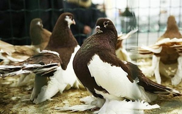 XI межрегиональная выставка голубей пройдет в иркутском Сибэкспоцентре