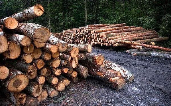 Фирма из Бурятии незаконно вывезла в Китай лесоматериалы почти на 3 млн. рублей
