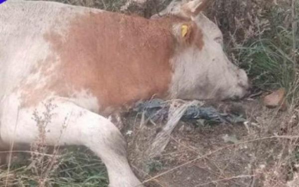 В районе Бурятии на свалке обнаружили труп быка