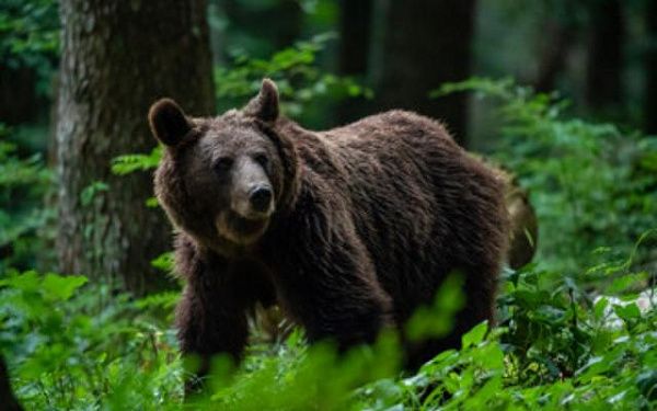 В районе Бурятии спасли фермерское хозяйство от медведя