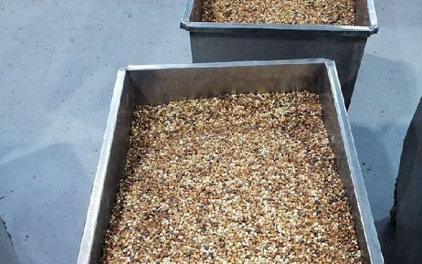 Из Бурятии экспортировано более 700 тонн кедрового ореха