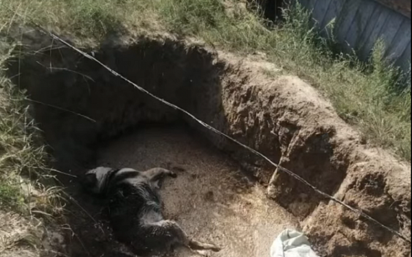 Вину за гибель собак в приюте в Бурятии фигуранты перекладывают друг на друга