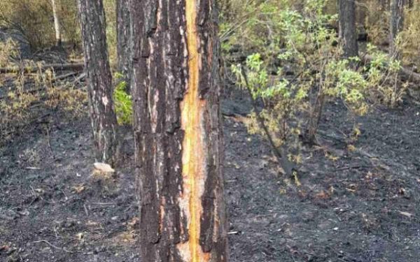 В Бурятии ликвидировали 3 лесных пожара