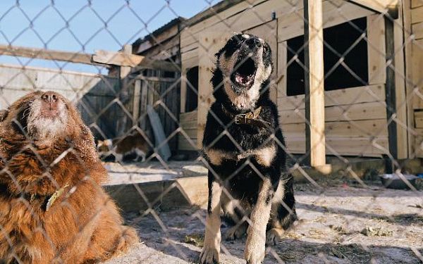 В Бурятии зафиксировано более 2,1 тыс укусов собак за этот год