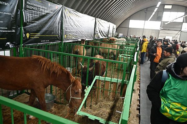 15 племенных хозяйств Бурятии презентовали лучшие породы сельхозживотных на выставке «Байкал Агро»