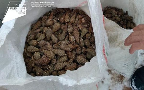 В Тарбагатайском районе лесники и дети собрали более 200 кг шишки сосны