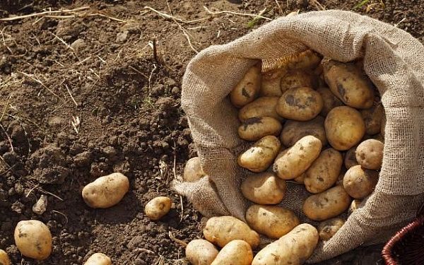 В Иркутской области урожай картофеля и овощей превысил прошлогодний