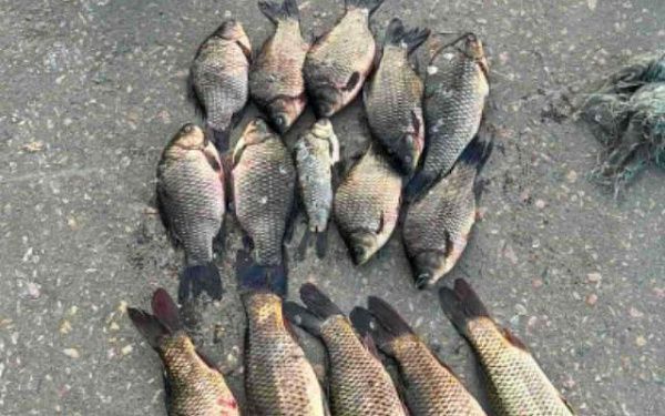 Житель Бурятии незаконно выловил 15 кг рыбы