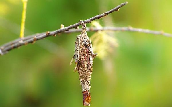 Личинки лугового мотылька больше не угрожают посевам