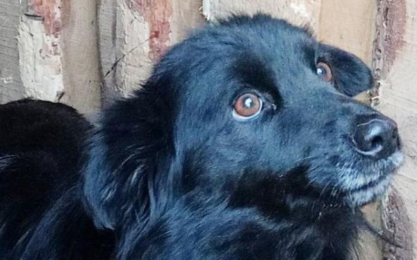Собачий приют в Улан-Удэ устроит акцию "Забери друга"