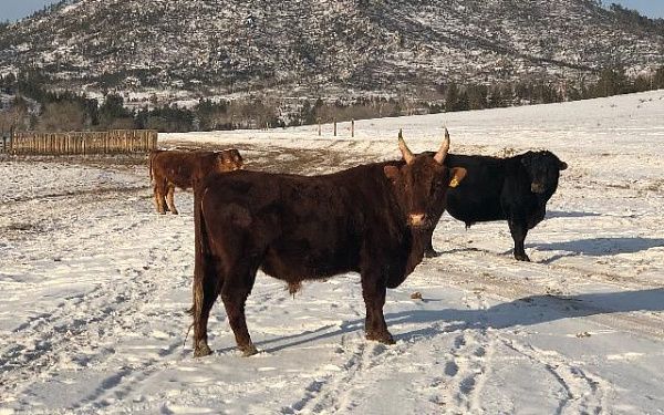 Фермеры Кижингинского района будут закупать племенной скот в Бичуре