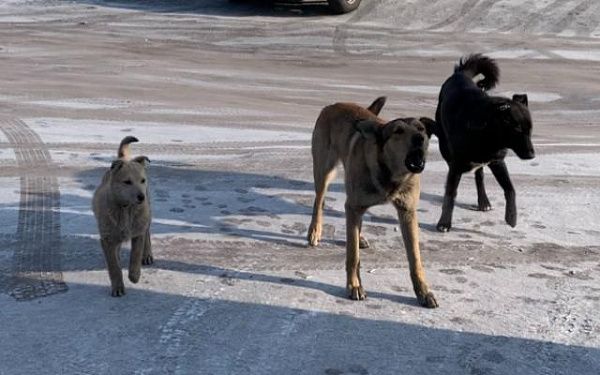 Рейд по отлову бездомных собак проходит в Улан-Удэ