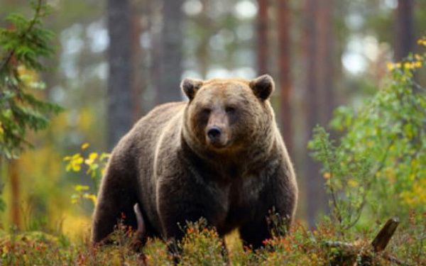 В Бурятии на лесной деляне медведь напал на мужчину