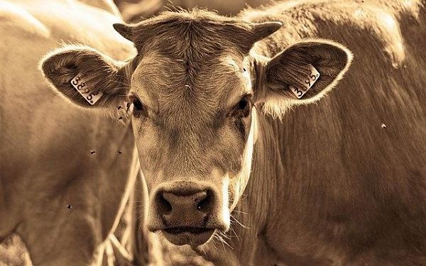 В Ольхонском районе фермеру предъявлен штраф за падеж скота