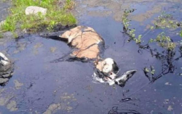 В Бурятии в гудроновом озере утонула корова