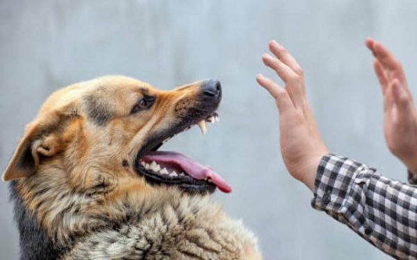 В Бурятии впервые оштрафовали по новой статье владельца собаки