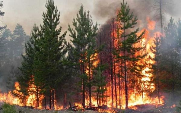 Вспыхнувшие пожары в двух районах Бурятии уничтожили более 420 гектаров леса