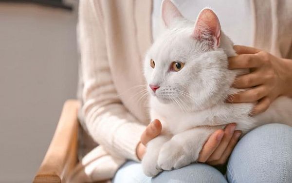 В Улан-Удэ вновь пройдёт льготная стерилизация кошек