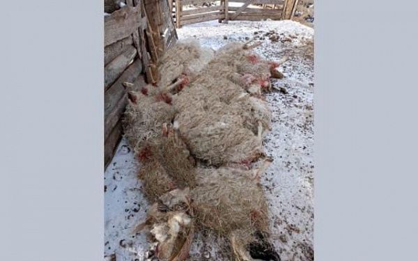 Собаки загрызли 15 овец в селе Бурятии 