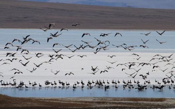 На озерах в Бурятии останавливаются на отдых только серых гусей по 6-18 тысяч 