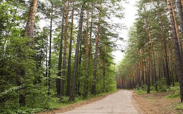 В Улан-Удэ запрет на пребывание в лесах продлен до 31 августа