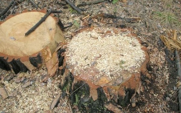 В Бурятии за неделю выявили 21 незаконную рубку деревьев