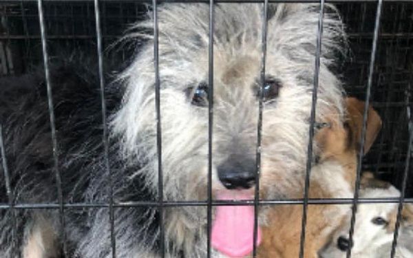 В Улан-Удэ вакцинировали 20 собак во время рейда