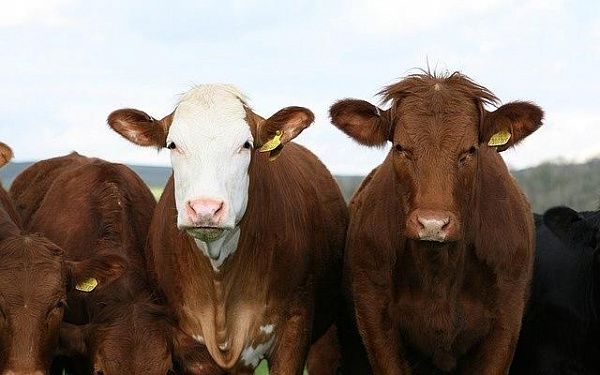 Племенные бычки и тёлочки из Бичурского района идут на экспорт