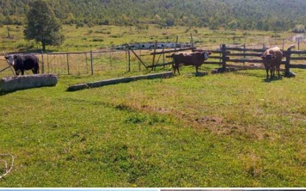 Три коровы задержаны и отправлены на «штрафстоянку» в районе Бурятии