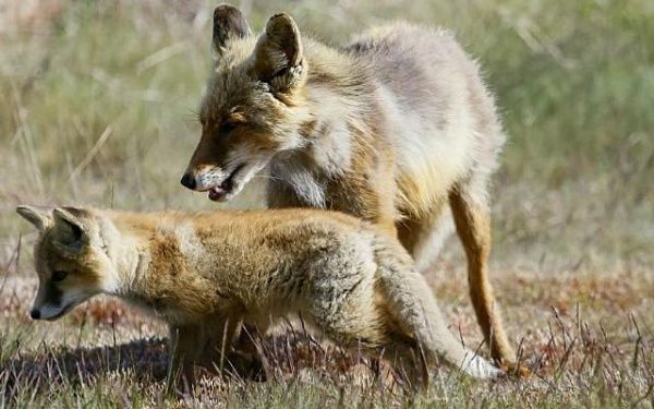 Ещё одна семейка рыжих лис попала в объектив в заповеднике Бурятии