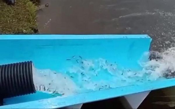 В озеро Бурятии выпустили более 32 тысяч мальков сазана