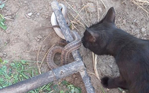 В пригороде Улан-Удэ кошка нашла змею