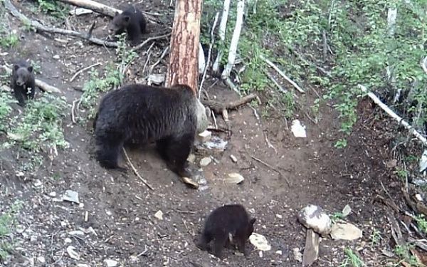 В Бурятии в фотоловушку попались медвежата с медведицей