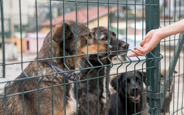 В Бурятии приюты получат право пожизненно содержать бездомных собак за счет внебюджетных средств