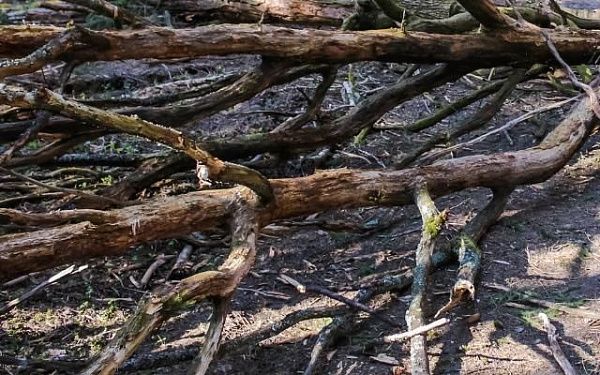 Прокуратура Кабанского района в судебном порядке обязала лесозаготовителя очистить лес от порубочных остатков